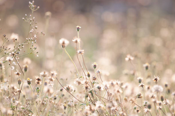 istock Beautiful field with daisie 660605850