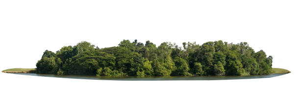istock isolated natural park with green tree landscape 660606208
