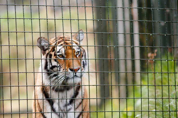 196,507 Animals In Captivity Stock Photos, Pictures & Royalty-Free Images - iStock | Zoo, Animal wildlife, Animals in the wild 196,507 Animals In Captivity Stock Photos, Pictures & Royalty-Free Images - iStock | Zoo, Animal wildlife, Animals in the wild