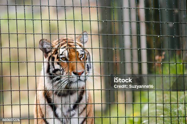 Butterfly Stock Photo - Download Image Now - Tiger, Cage, Animals In Captivity