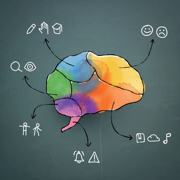 istock Watercolor painted human brain and icons depicting the function of its parts 660607788