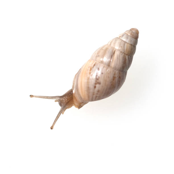 istock Tower snail, Zebrina detrita 660610370