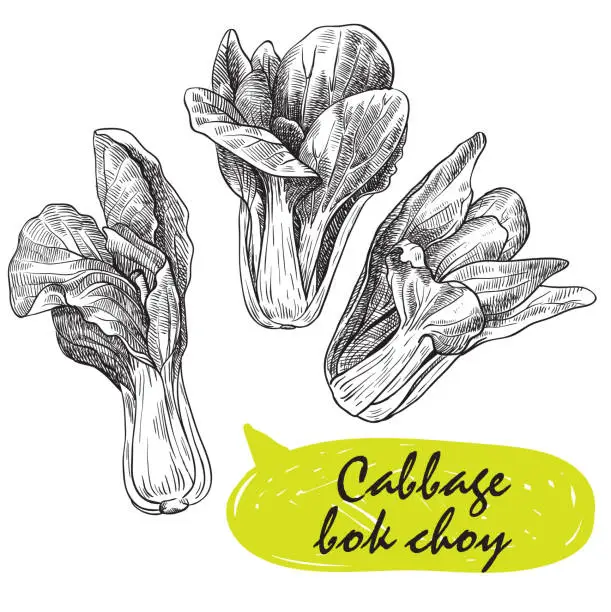 Vector illustration of cabbage bok choy. harvesting