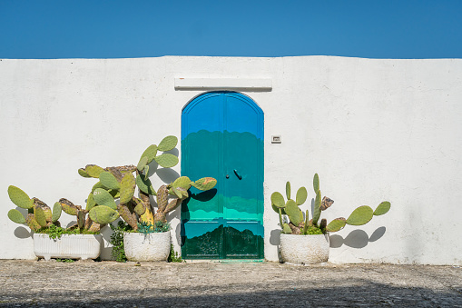 Cactus on the background of white wall and mediterranean door