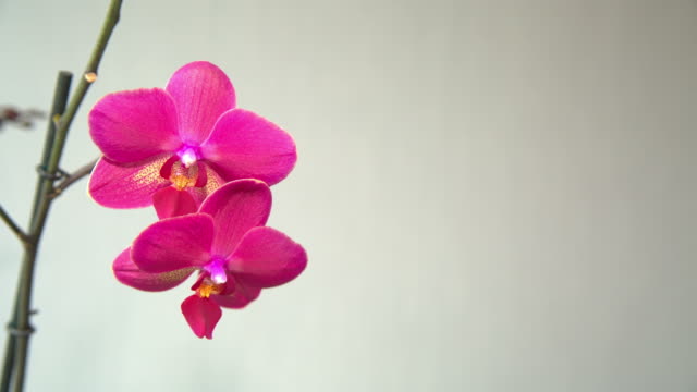 pink Orchid on a light background