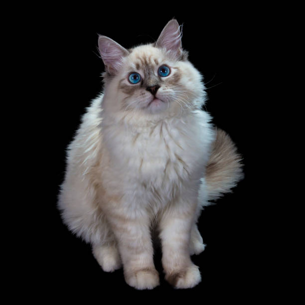 istock funny little blue-eyed white cat, isolated on black 660617986