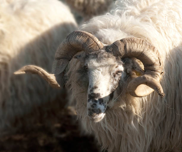 istock Wallachian sheep,  Ovis ammon f. aries, Zackelschaf 660618202