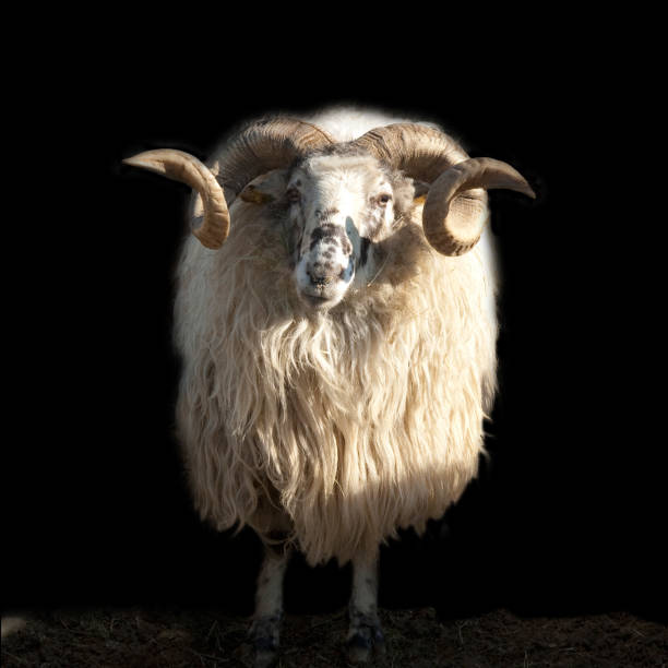 istock Wallachian sheep,  Ovis ammon f. aries, Zackelschaf 660618372