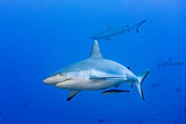istock Grey shark ready to attack underwater in the blue 660618764