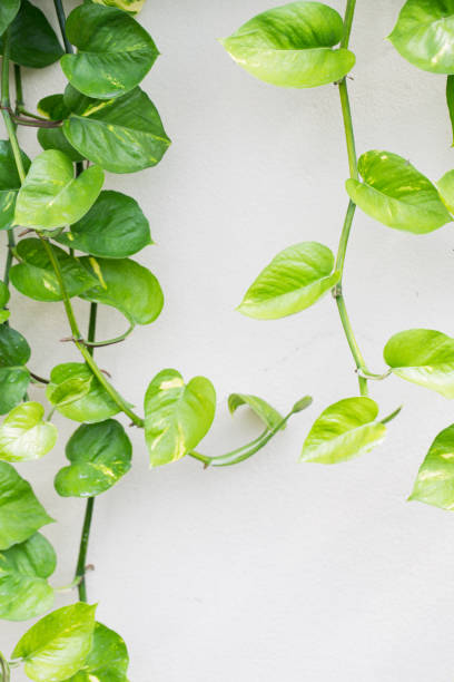 pothos doré - ivy houseplant isolated plant photos et images de collection