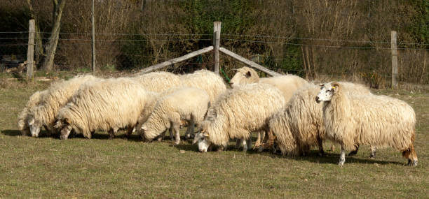 istock Wallachian sheep, Ovis ammon 660619312