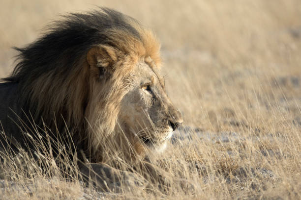 istock Male lion in morning light 660624550
