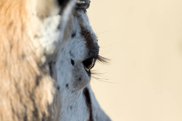 Close up of a Springboks eye