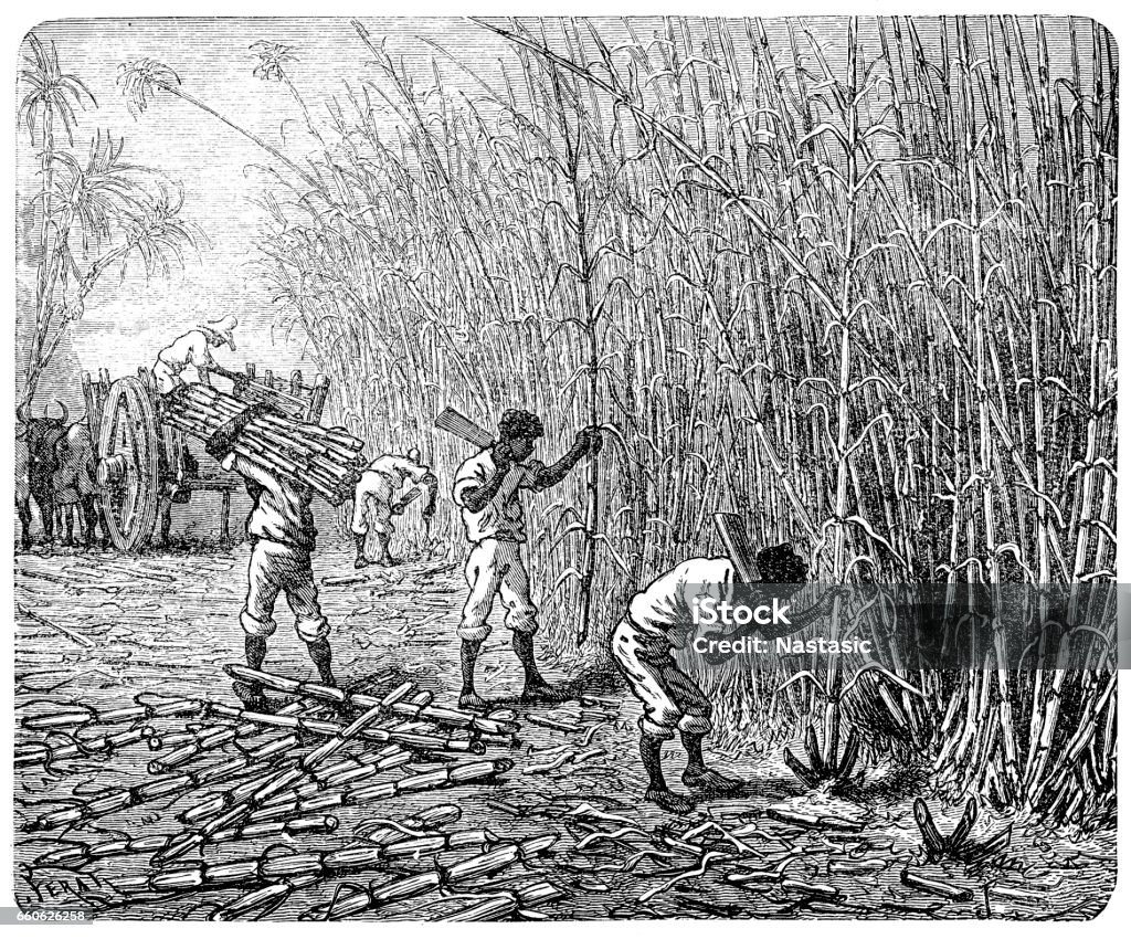Ilustración de Procesamiento De Caña De Azúcar Los Esclavos Africanos y más Vectores Libres de Derechos de Caña de azúcar - iStock Ilustración de Procesamiento De Caña De Azúcar Los Esclavos Africanos y más Vectores Libres de Derechos de Caña de azúcar - iStock