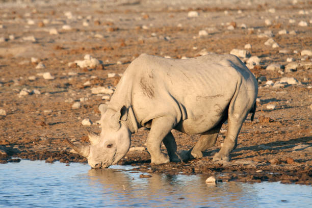 istock Rhino drinking at a water hole 660629778