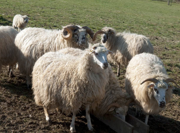 istock Wallachian sheep,  Ovis ammon f. aries, Zackelschaf 660630000