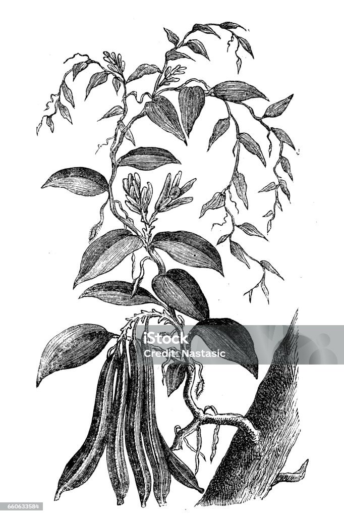 Vanilla ,Vanilla planifolia Illustration of a Vanilla ,Vanilla planifolia Vanilla stock illustration