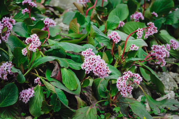 Bergenia crassifolia, also called Korean elephant-ear. The plant was belived to be a saxifrage.
