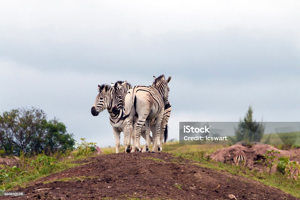 Zebras Grouped Together Resting on Sand Mound Zebras grouped together resting on sand mound against overcast sky in South Africa Africa Stock Photo