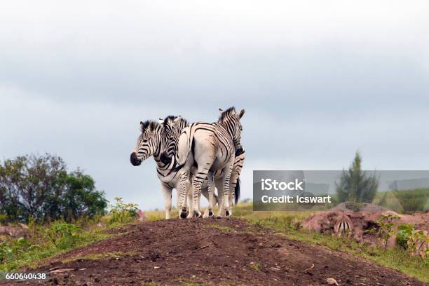 Zebras Grouped Together Resting On Sand Mound Stock Photo - Download Image Now - Africa, Animal, Animal Wildlife