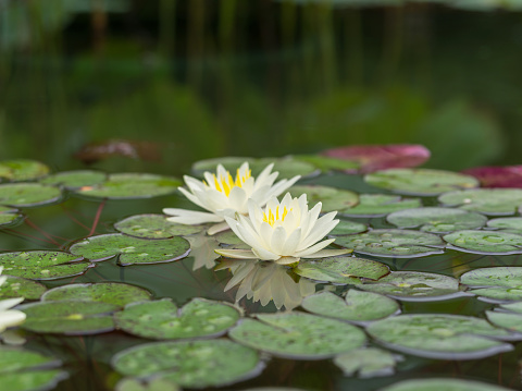 Summer flowers series, beautiful water lily in pond.