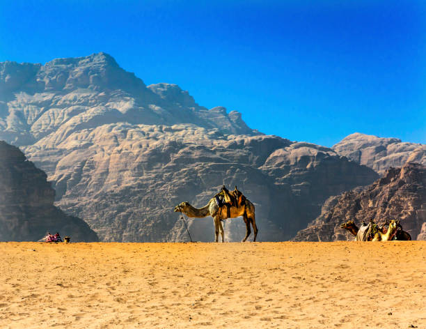 istock Yellow Sand Dune Camel Valley of Moon Wadi Rum Jordan 660644246