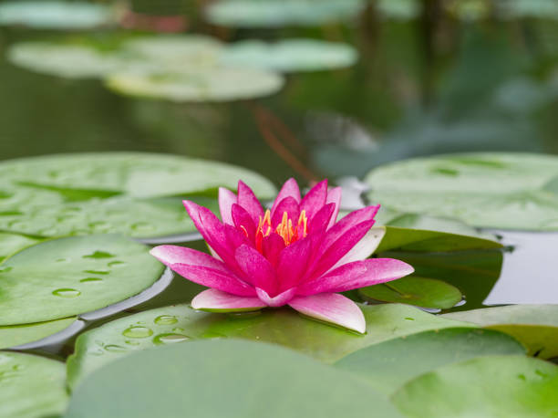 sommerblumen serie, schöne seerose im teich. - lily pad bloom stock-fotos und bilder