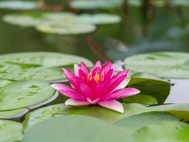 série de fleurs d’été, beau lis d’eau dans l’étang. - lily pad bloom photos et images de collection