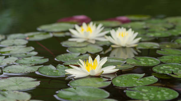 istock Summer flowers series, beautiful water lily in pond. 660646932