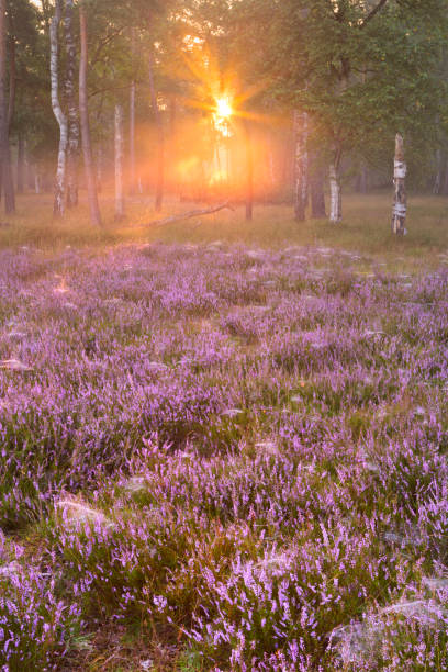 istock Blooming heather on the edge of a forest 660647008
