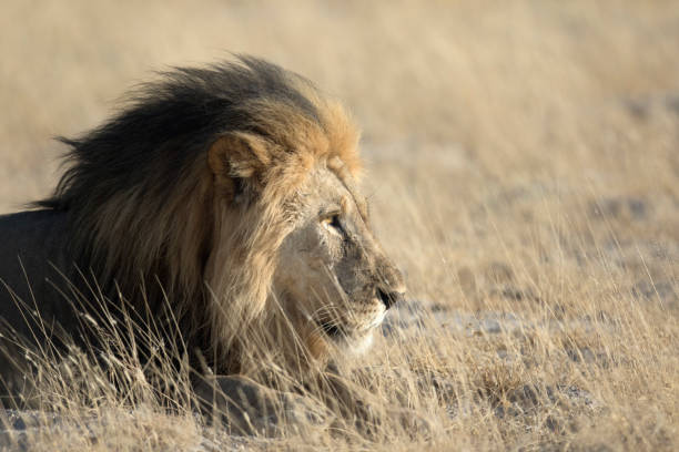 istock Male lion in morning light 660650952