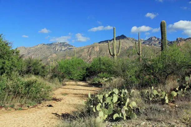 Hiking trail in Bear Canyon in Sabino Canyon Recreation Area Park in the Sonoran Desert along the Santa Catalina Mountains in Tucson, Arizona.
