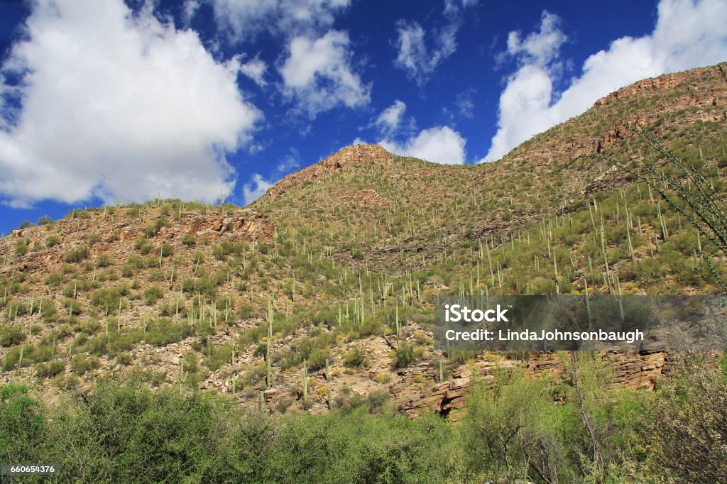 A Mountain of Saguaro in Bear Canyon in Tucson, AZ A mountain of saguaro cactus in Bear Canyon in Sabino Canyon Recreation Area Park in the Sonoran Desert along the Santa Catalina Mountains in Tucson, Arizona. Arid Climate Stock Photo