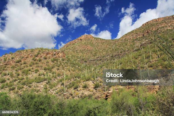 A Mountain Of Saguaro In Bear Canyon In Tucson Az Stock Photo - Download Image Now - Arid Climate, Arizona, Bear