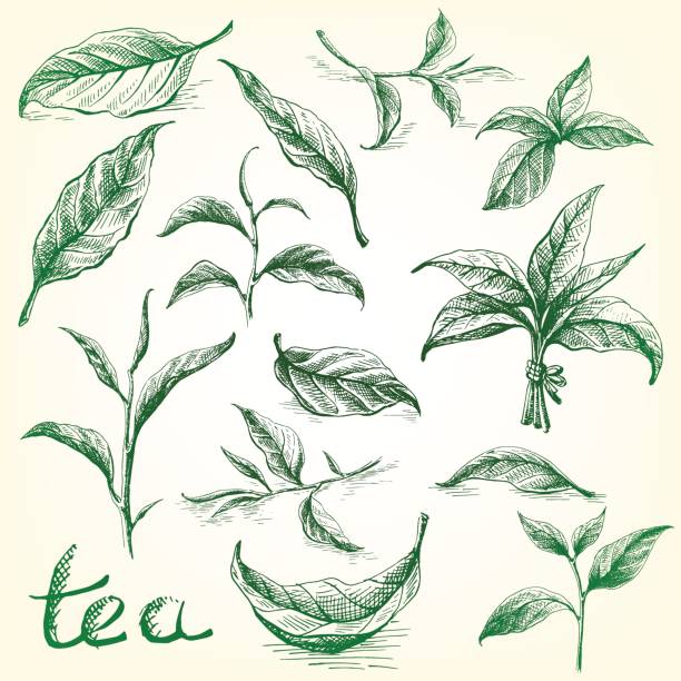 ilustraciones, imágenes clip art, dibujos animados e iconos de stock de colección de hojas de té. - green tea herbal medicine ground isolated