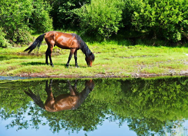 istock Brown horse on a bank 660659828
