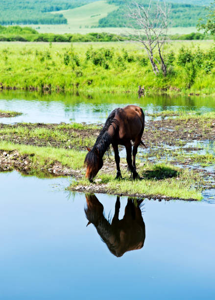 istock Brown horse on a bank 660662712