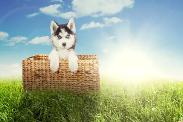 Portrait of a cute husky dog lying in the wicker basket while looking at the camera at the meadow, shot in springtime