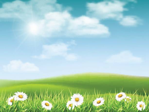 ilustrações de stock, clip art, desenhos animados e ícones de landscape with chamomile hills - chamomile daisy sky flower