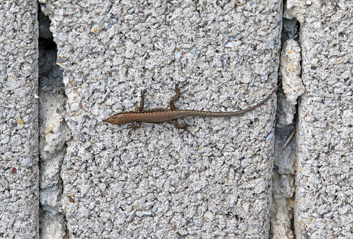 A lizard crawls around on old concrete blocks in order to stay warm during this spring day.