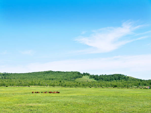 istock Horses grazing in green pastures 660667140