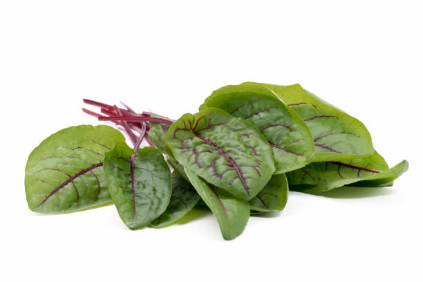 istock Fresh Red Veined Sorrel Leaves 660667446