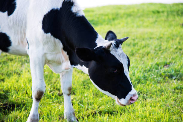 istock Portrait of cow on pasture 660667592