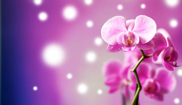 istock Beautiful orchid on a purple 660667606