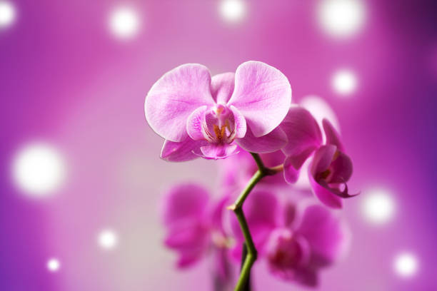 istock Beautiful orchid on a purple 660667612