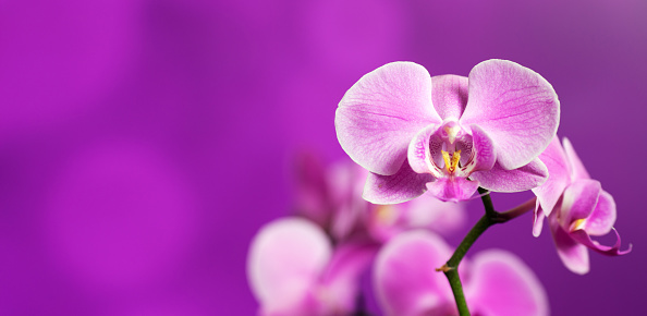 Beautiful orchid on a purple backgorund. Photo beautiful flower.\