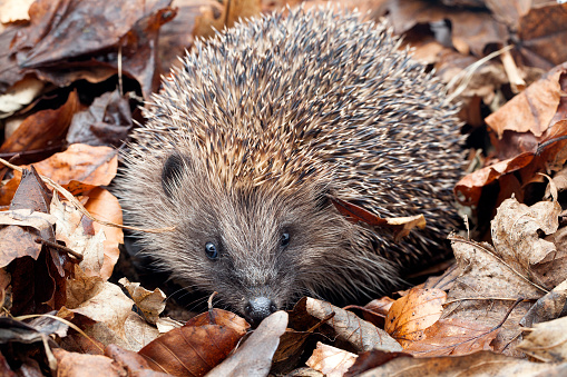 A hedgehog in leaf debris