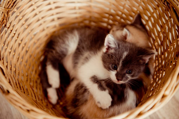 istock Two spotted kittens in the basket 660684566