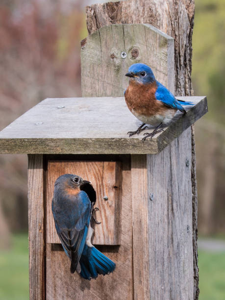 istock Two bluebirds on a wooden birdhouse in a spring meadow 660689654