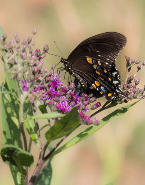 istock Monarch butterfly gathering pollen from small purple flowers 660690096